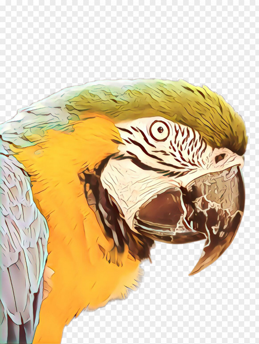 Feather PNG