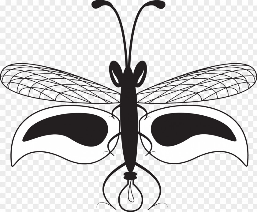 Firefly Insect Butterfly Drawing PNG