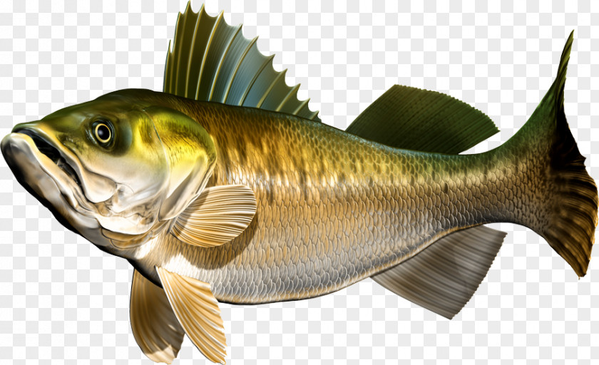 Fullcap Perch Fish Walleye Zander PNG