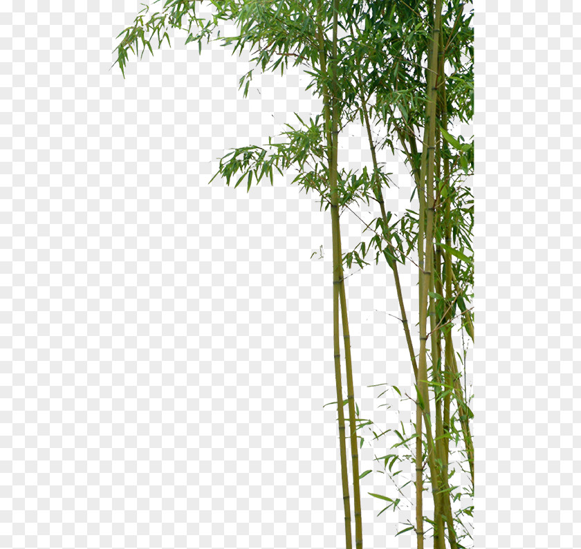 Green Bamboo Bambusa Oldhamii PNG