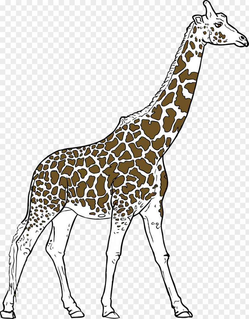 Tall Giraffe Youre Avin A Drawing Clip Art PNG