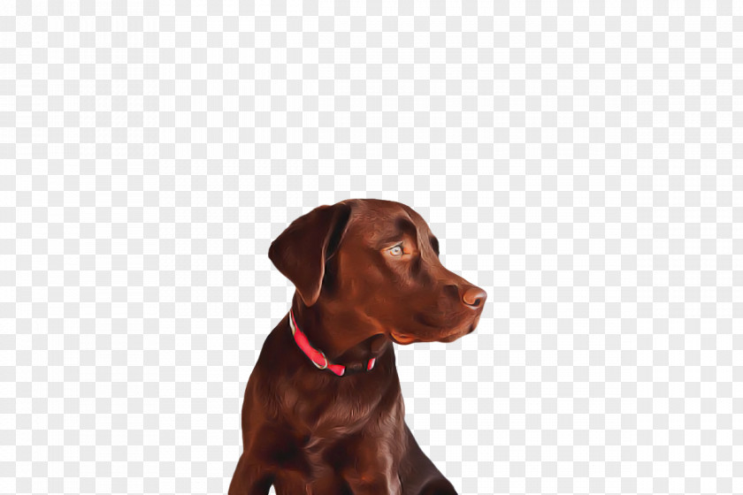Labrador Retriever Puppy Dog Collar Snout PNG