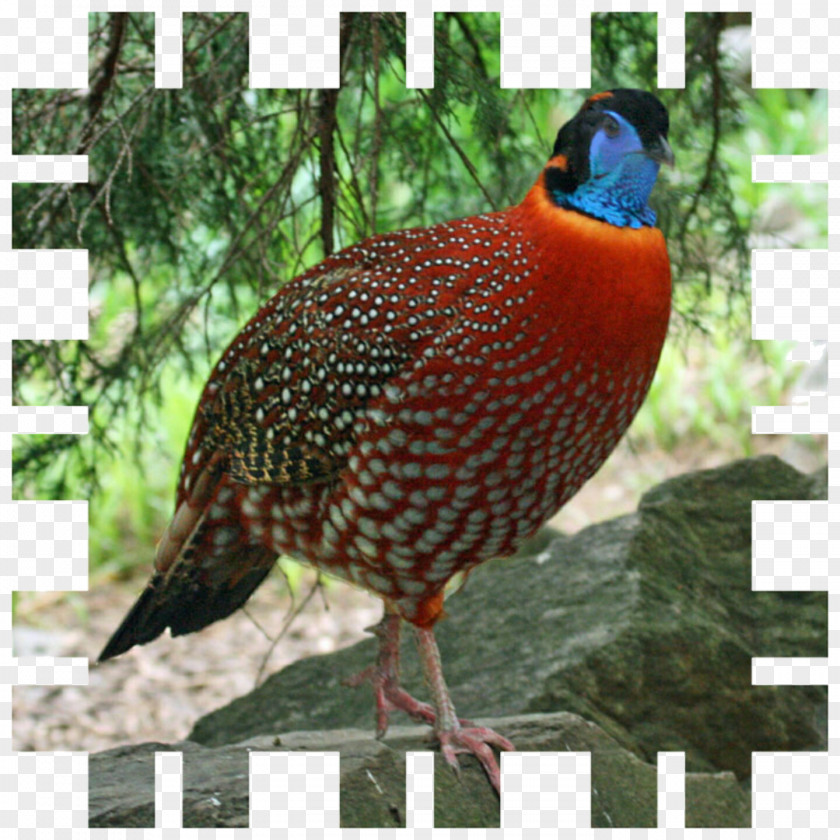 Pheasant Bird Temminck's Tragopan Blyth's Feral Chicken PNG