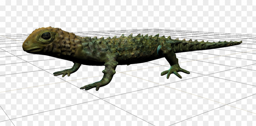 Reptile Common Iguanas Fauna Dragon Lizards Terrestrial Animal PNG