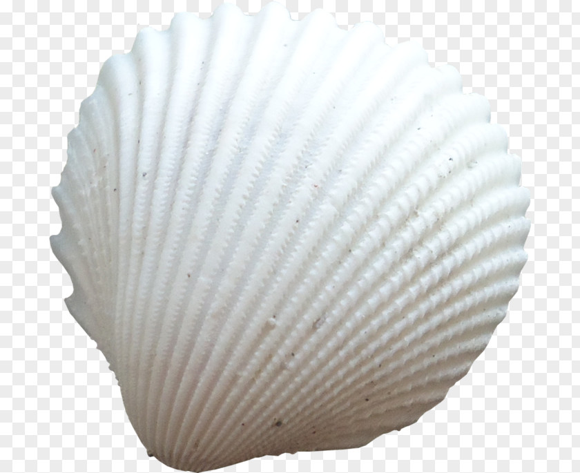 Seashell Cockle Conchology Clip Art PNG