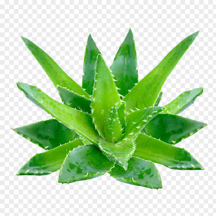 Aloe Vera Planta Gel Oil Skin Extract PNG