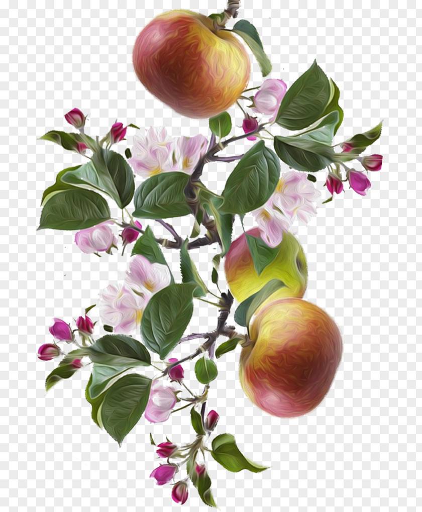 Apple Peach Food Fruit Tree PNG