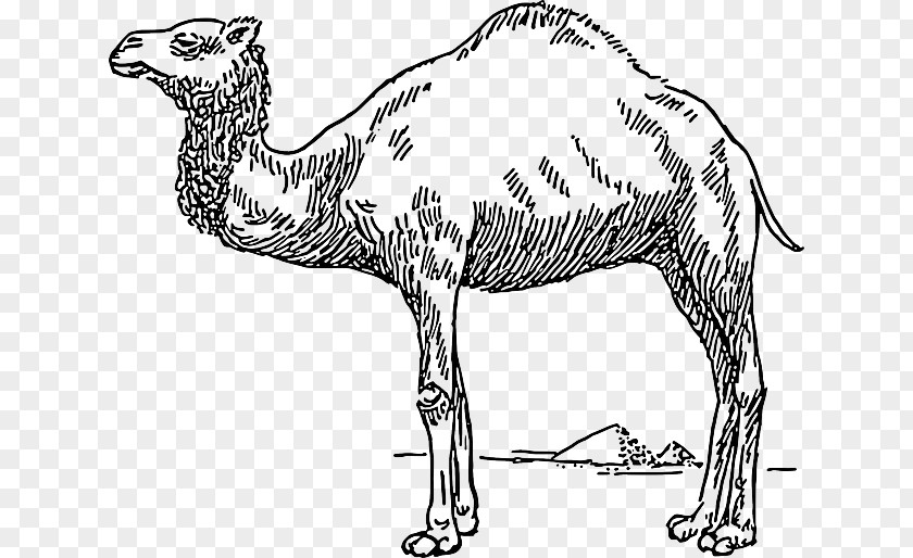 Black And Yellow Curve Dromedary Bactrian Camel Clip Art PNG