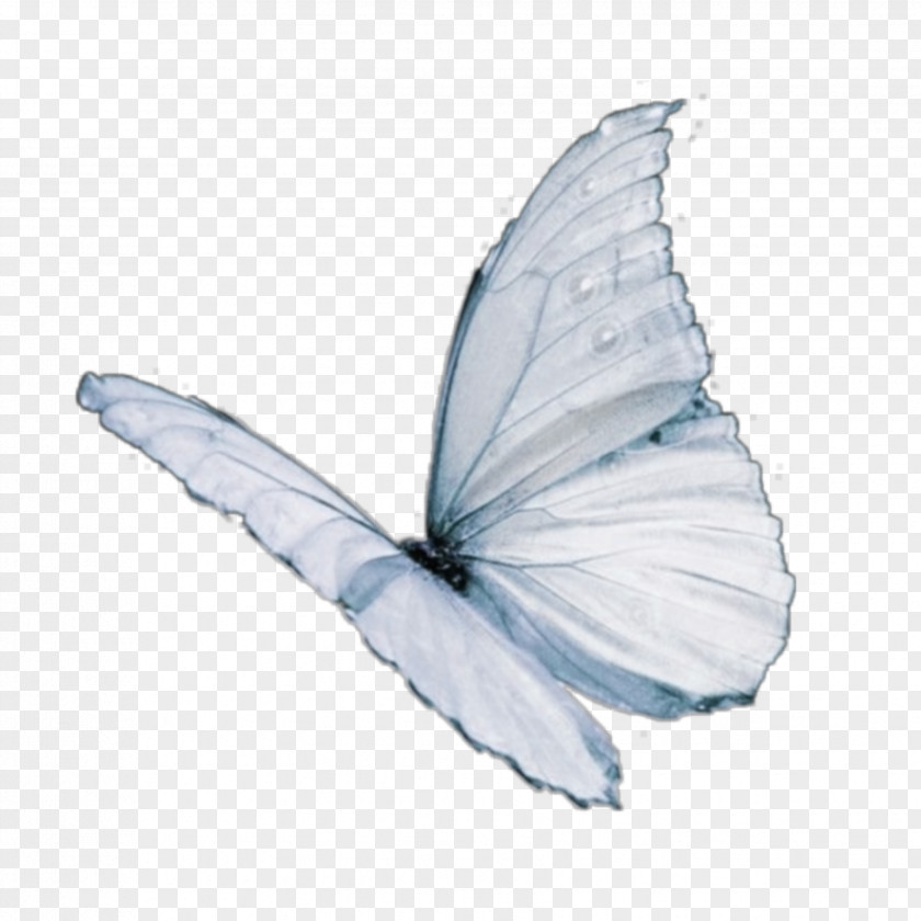 Holly Blue Feather Monarch Butterfly Drawing PNG