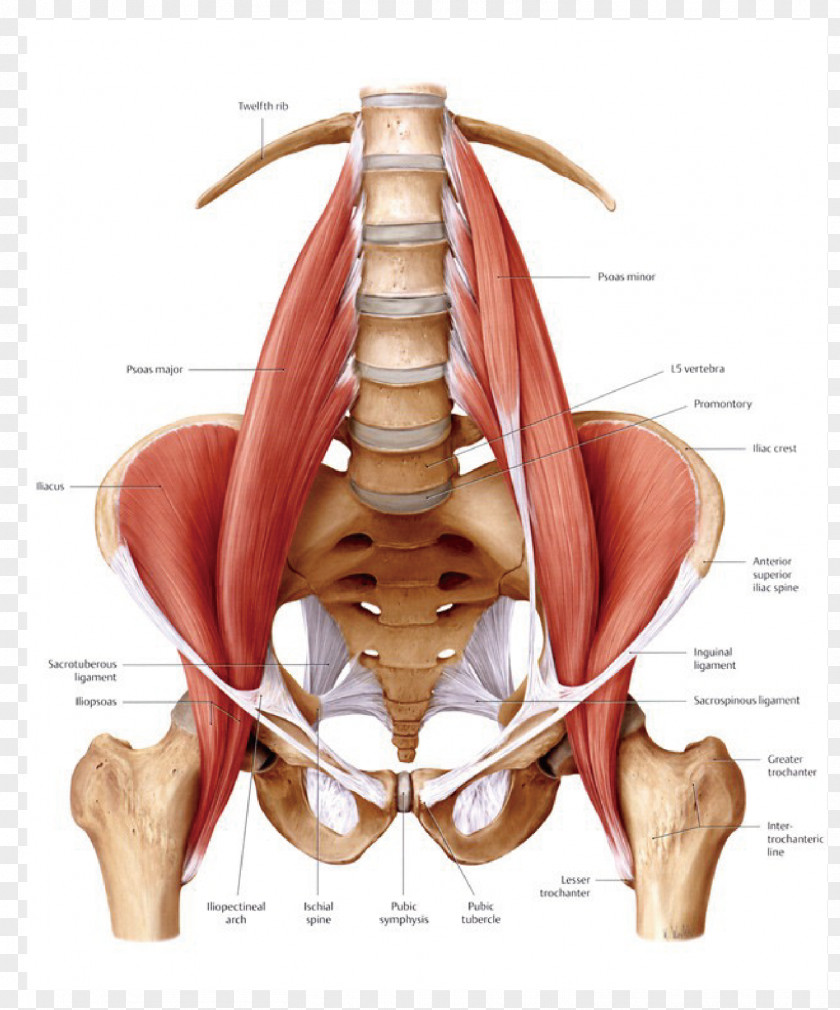 Nerve Roots Spine Psoas Major Muscle Iliopsoas Anatomy Human Body PNG