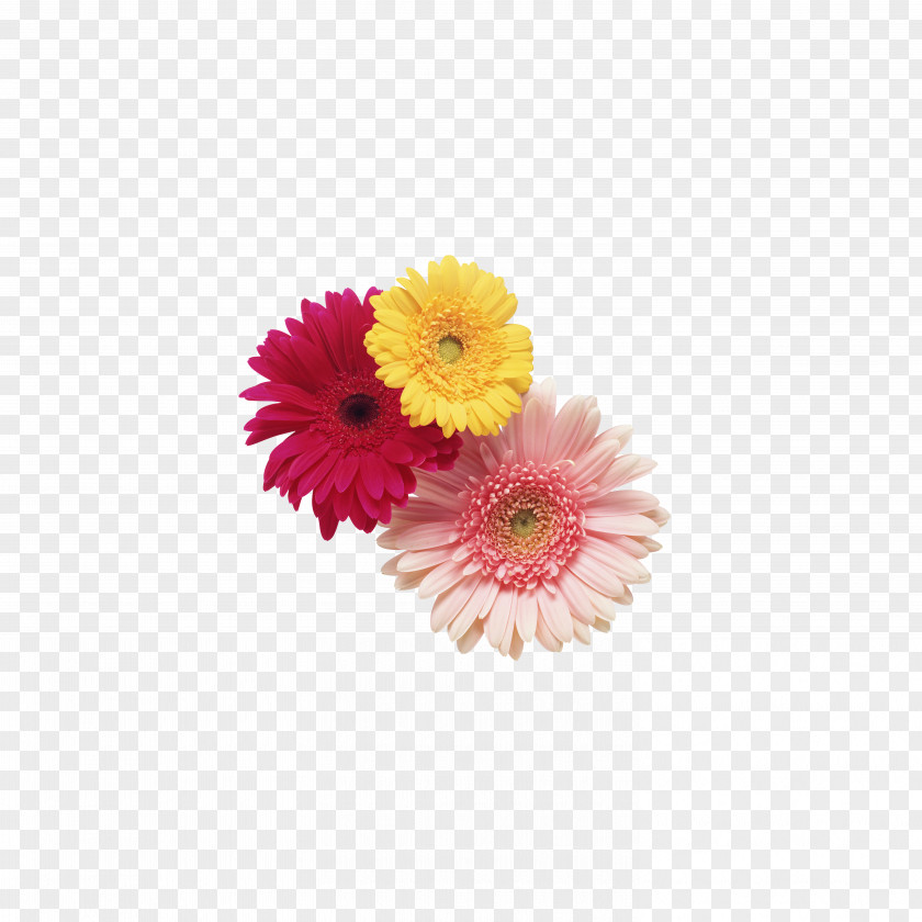 Chrysanthemum Tea,flower Transvaal Daisy Cut Flowers Stock Photography Clip Art PNG
