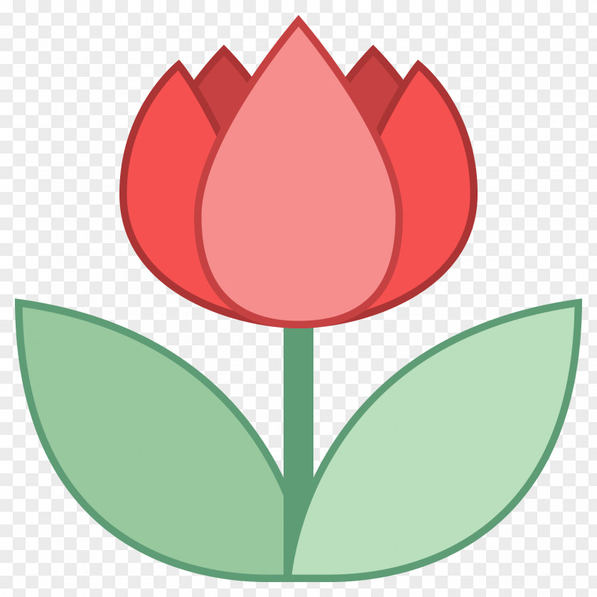 Closeup Vector Flowering Plant Tulip Petal Liliaceae PNG