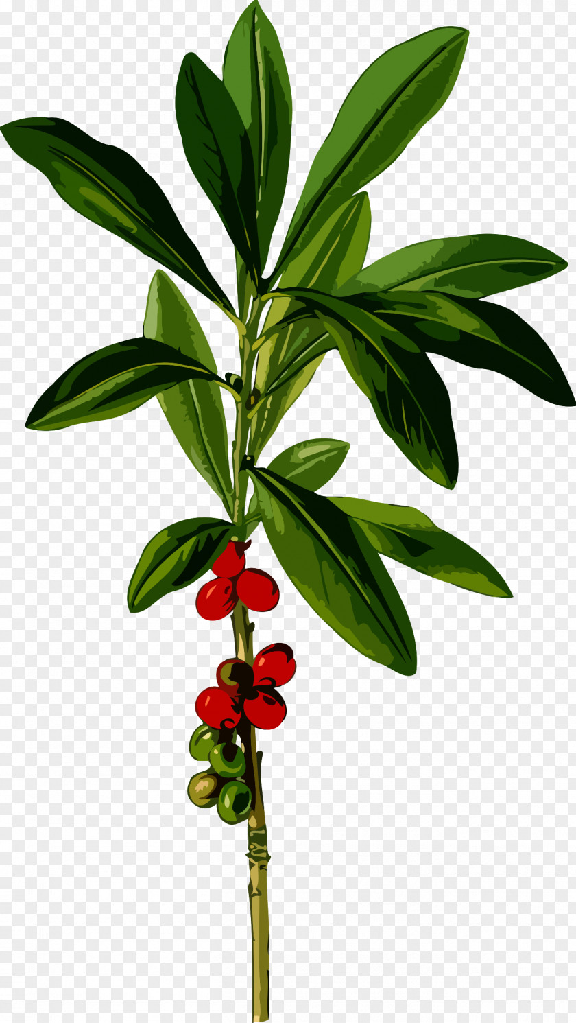 Daphne Köhler's Medicinal Plants Mezereum Spurge-laurel Botanical Illustration Clip Art PNG