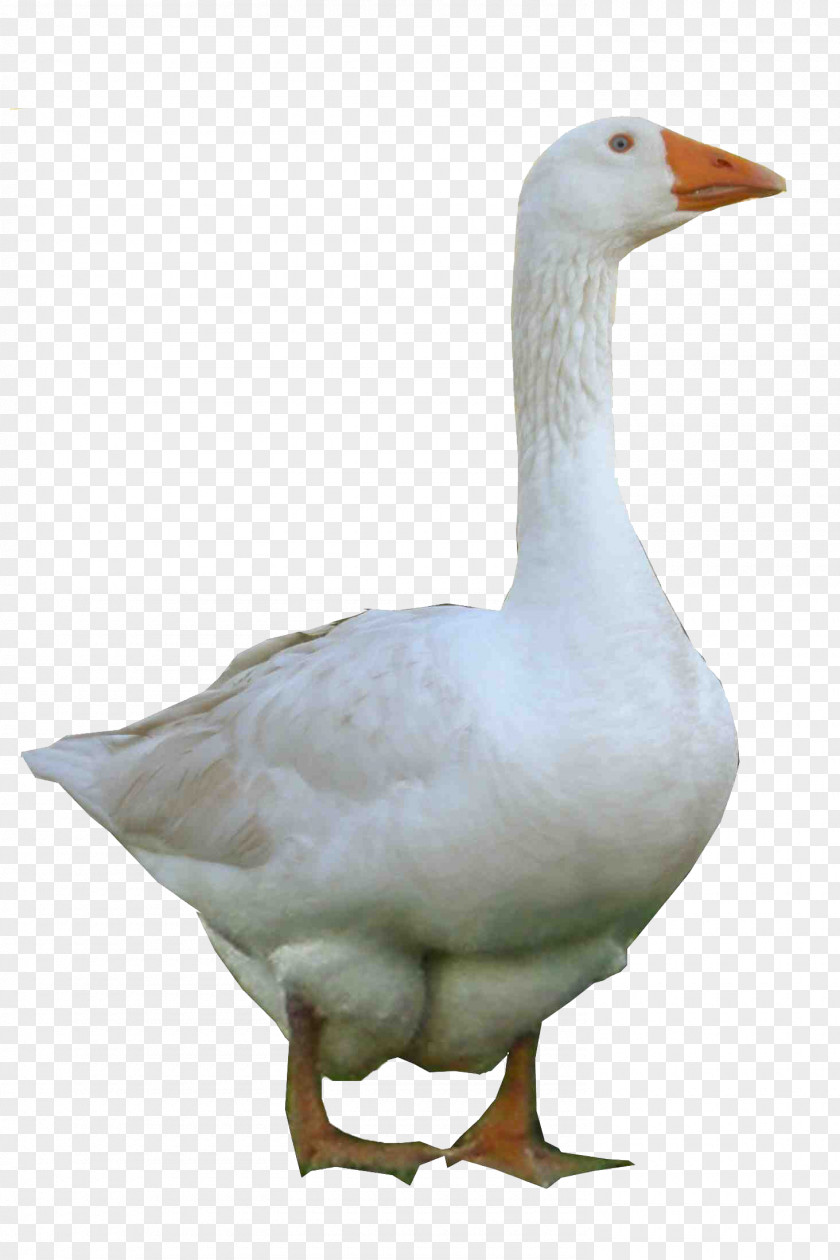 Goose Photo Emden Domestic Duck Confit PNG