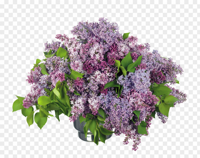 Lilac Desktop Wallpaper Flower Bouquet Clip Art PNG