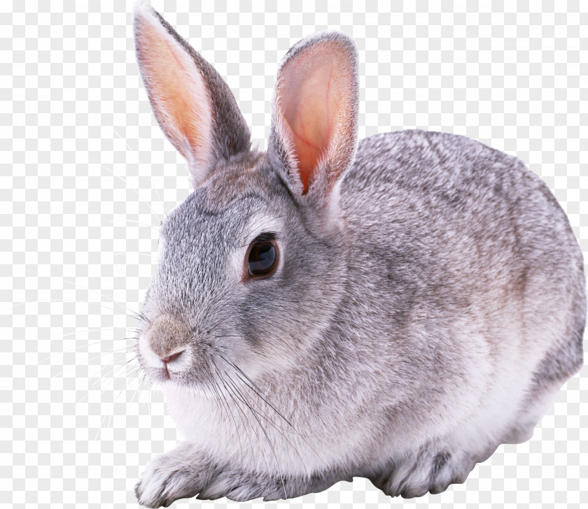 Rabbit Image White Child Hare PNG