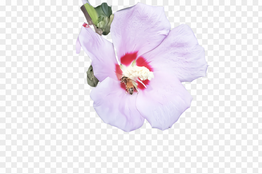 Tree Mallow Family Flower Petal Pink Plant Hawaiian Hibiscus PNG