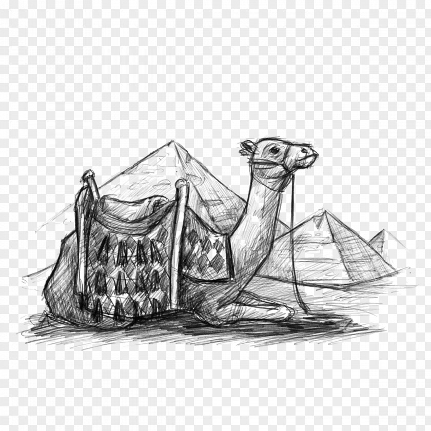 Vector Desert Camel Egyptian Pyramids Dromedary Drawing PNG