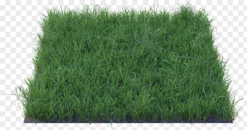 Barley Grass Wheatgrass Lawn Fodder PNG