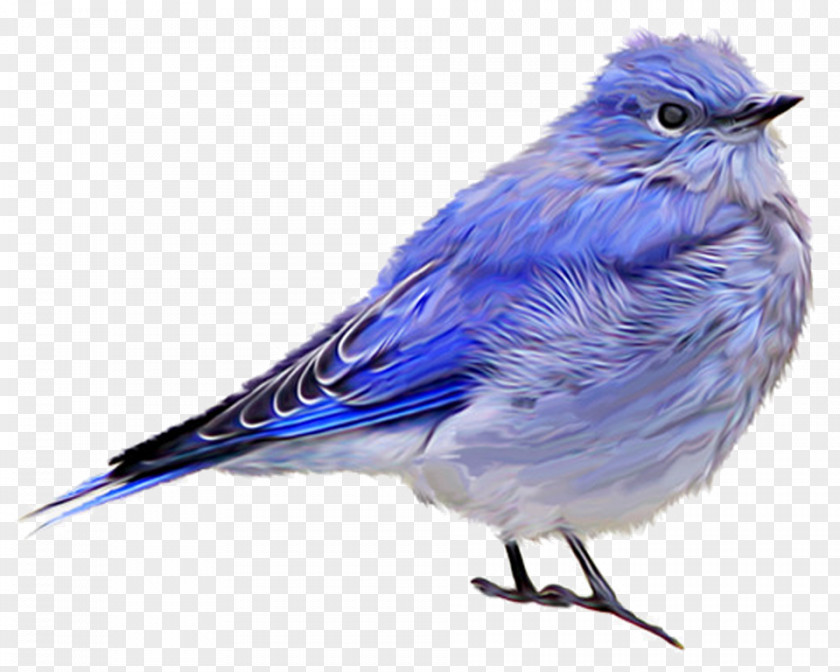 Bird House Sparrow Blue Jay Finches PNG