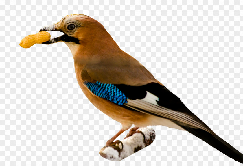 Birds Bird Food Download Clip Art PNG