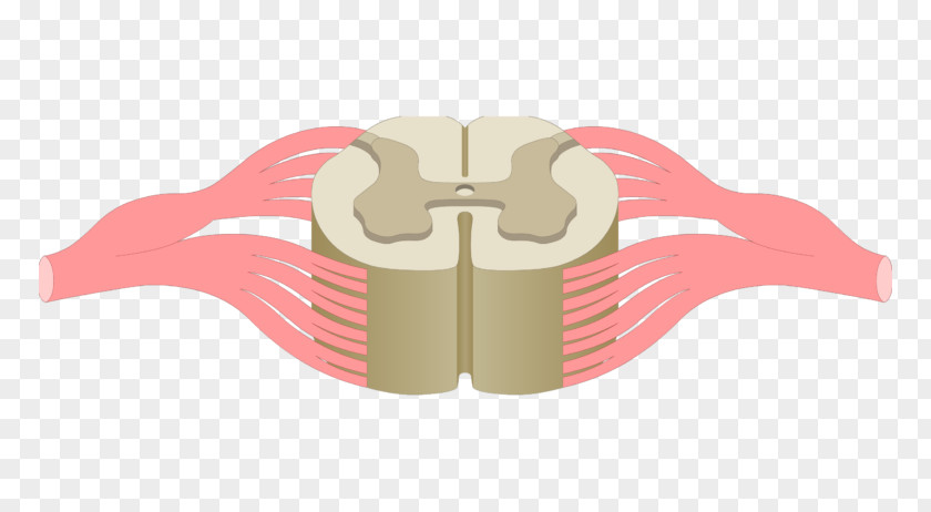 Spinal Cord Vertebral Column Nervous System Anatomy Nerve PNG