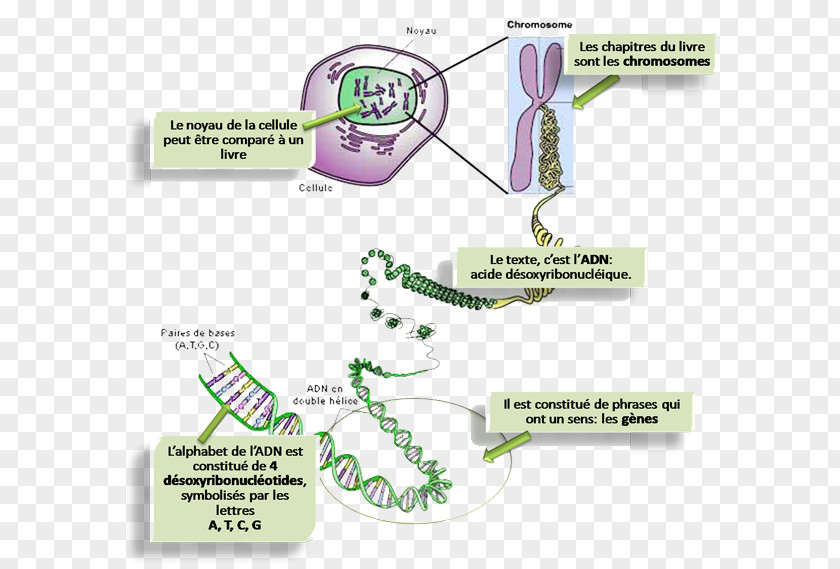 Adn Production Eukaryotic Chromosome Structure DNA Gene Homologous PNG