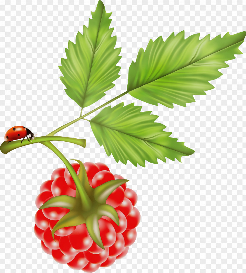Berry West Indian Raspberry Strawberry PNG
