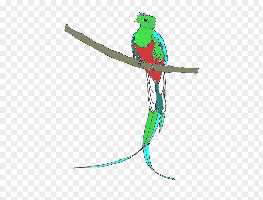 Bird Resplendent Quetzal Clip Art PNG