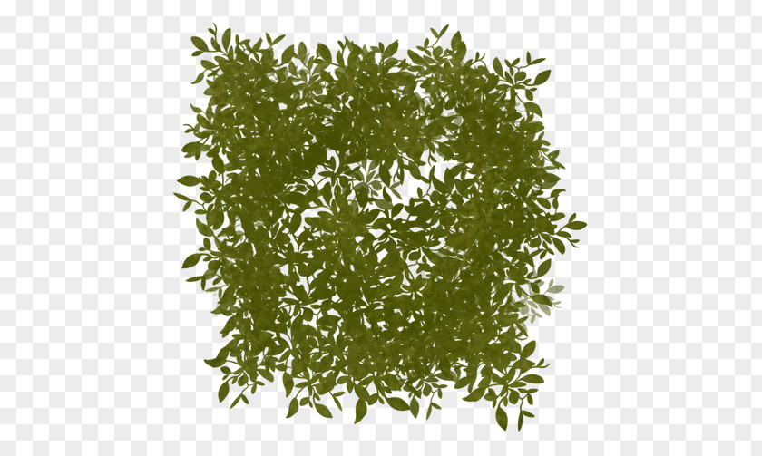 Crystal Word Leaf Tree Shrub Herb PNG