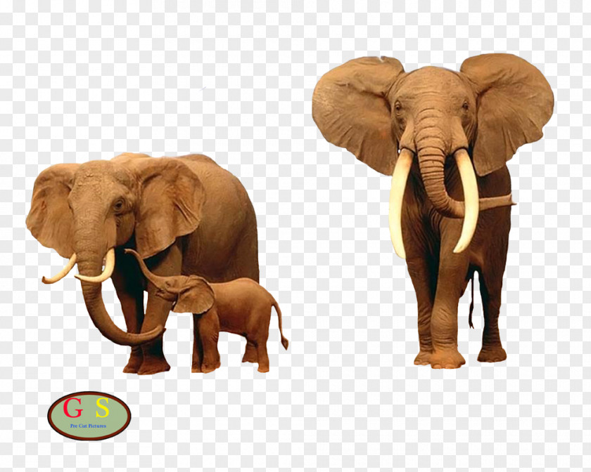 Elephant Giraffe Desktop Wallpaper Kruger National Park PNG