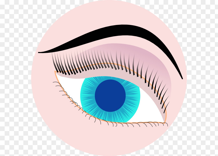 Eye Eyebrow Clip Art PNG