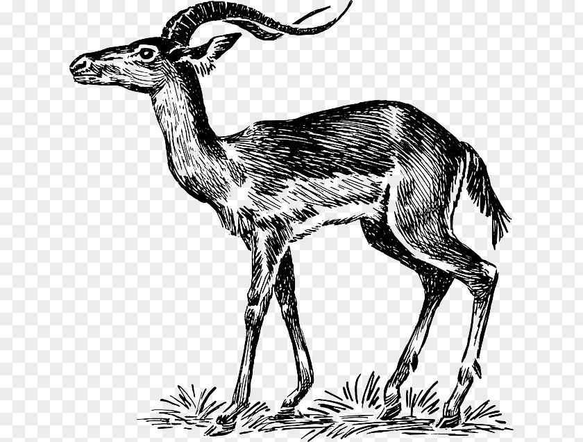 Impala Antelope Springbok Clip Art PNG