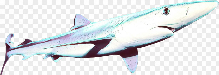 Lamniformes Cartilaginous Fish Shark PNG