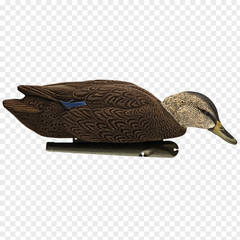 Duck Mallard Decoy Goose Cygnini PNG