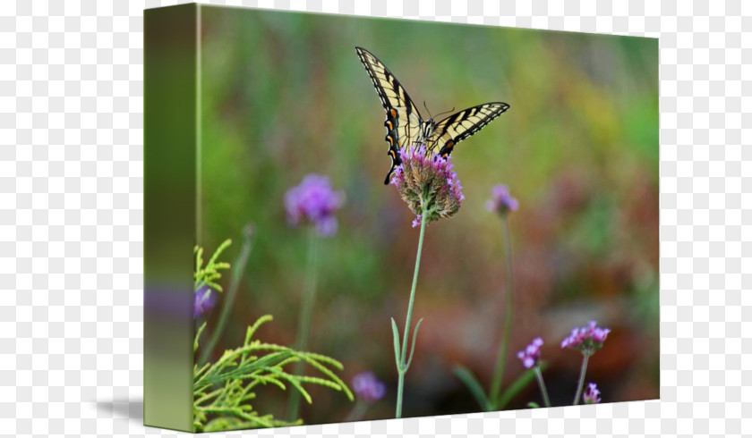 Eastern Tiger Swallowtail Brush-footed Butterflies English Lavender Butterfly Nectar PNG