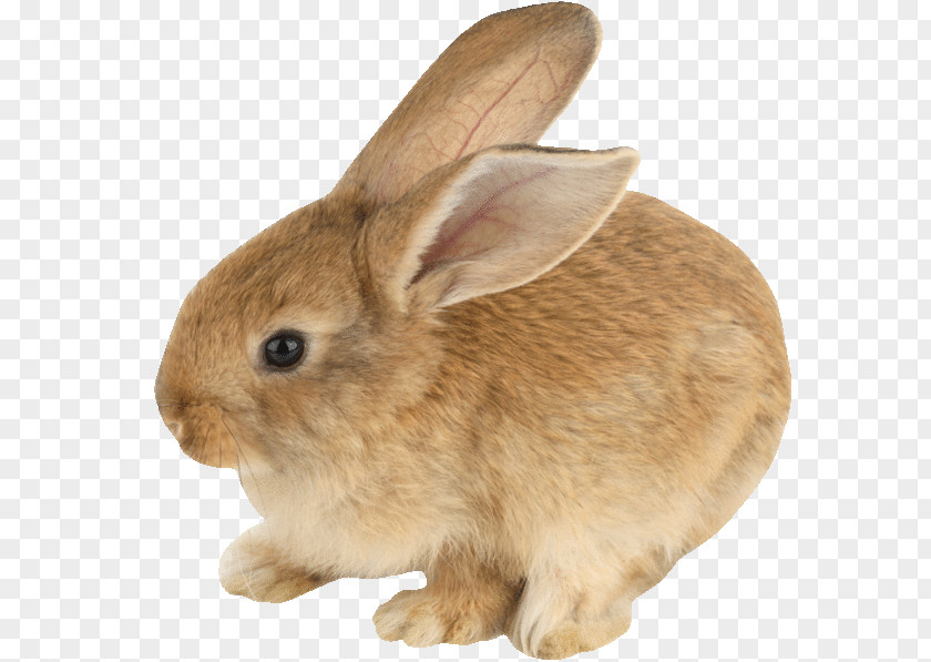 Rabbit Domestic Hare Netherland Dwarf Mini Lop PNG