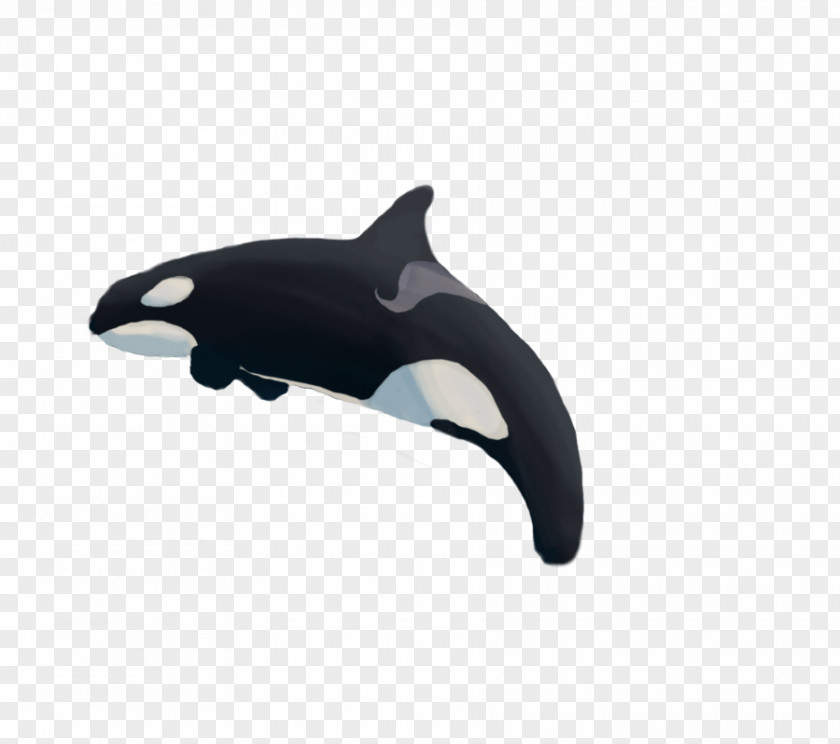 Tilikum Killer Whale Dolphin Product Design PNG