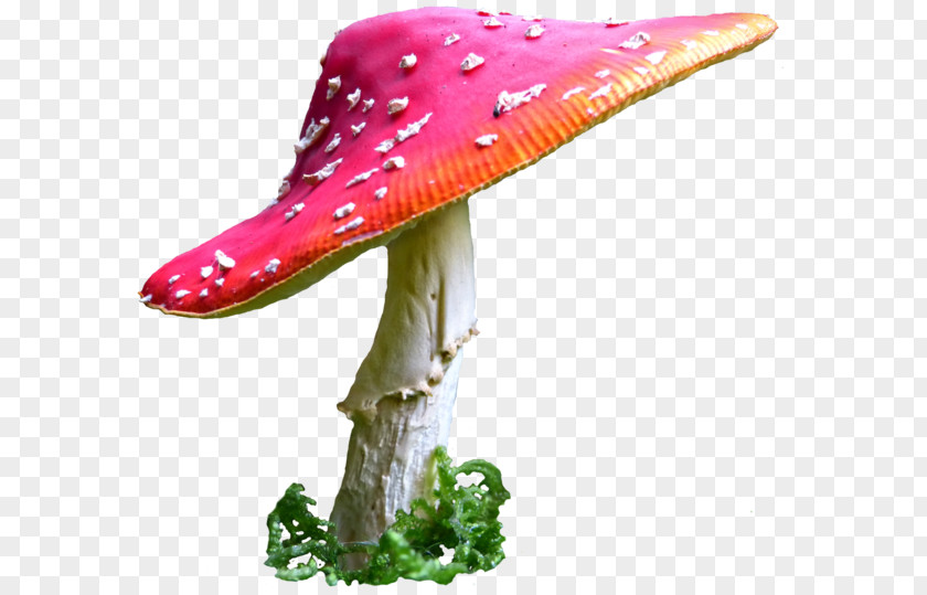 Alice In Wonderland Common Mushroom Desktop Wallpaper PNG