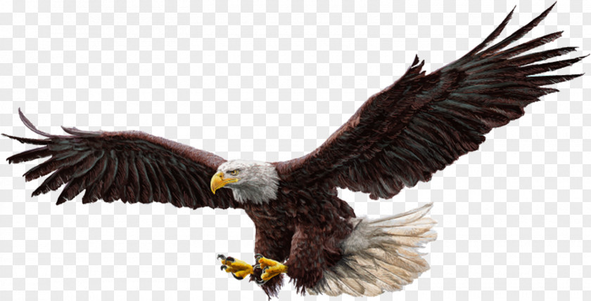 Bird Bald Eagle Flight Drawing PNG