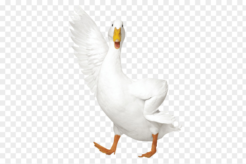 Duck AFLAC Insurance Policy PNG