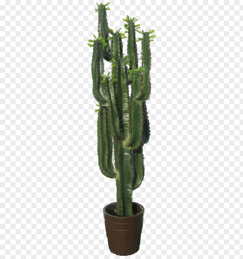 Fake Id San Pedro Cactus Cactaceae Triangle Plant The Garden PNG