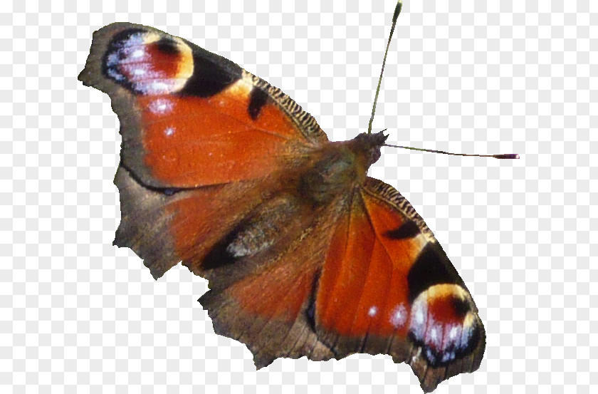 Hintergrund Pieridae Butterflies And Moths PNG
