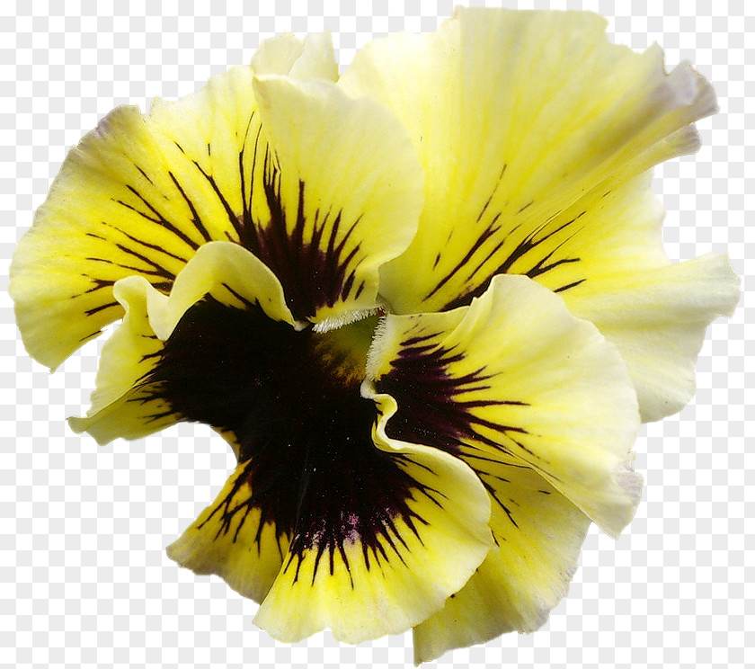 Pansy Archive File RAR Clip Art PNG