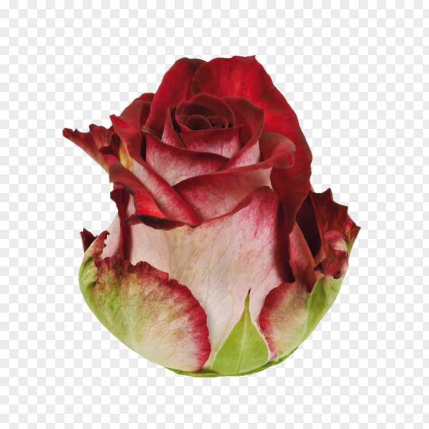 Roza Garden Roses Cabbage Rose Cut Flowers Petal PNG