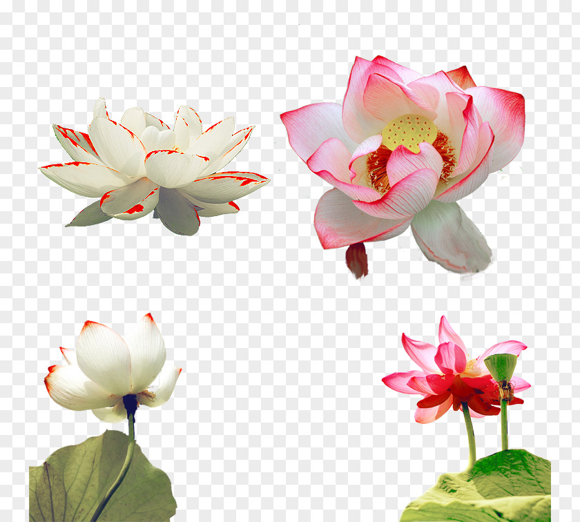 All Kinds Of Lotus Nelumbo Nucifera Petal PNG