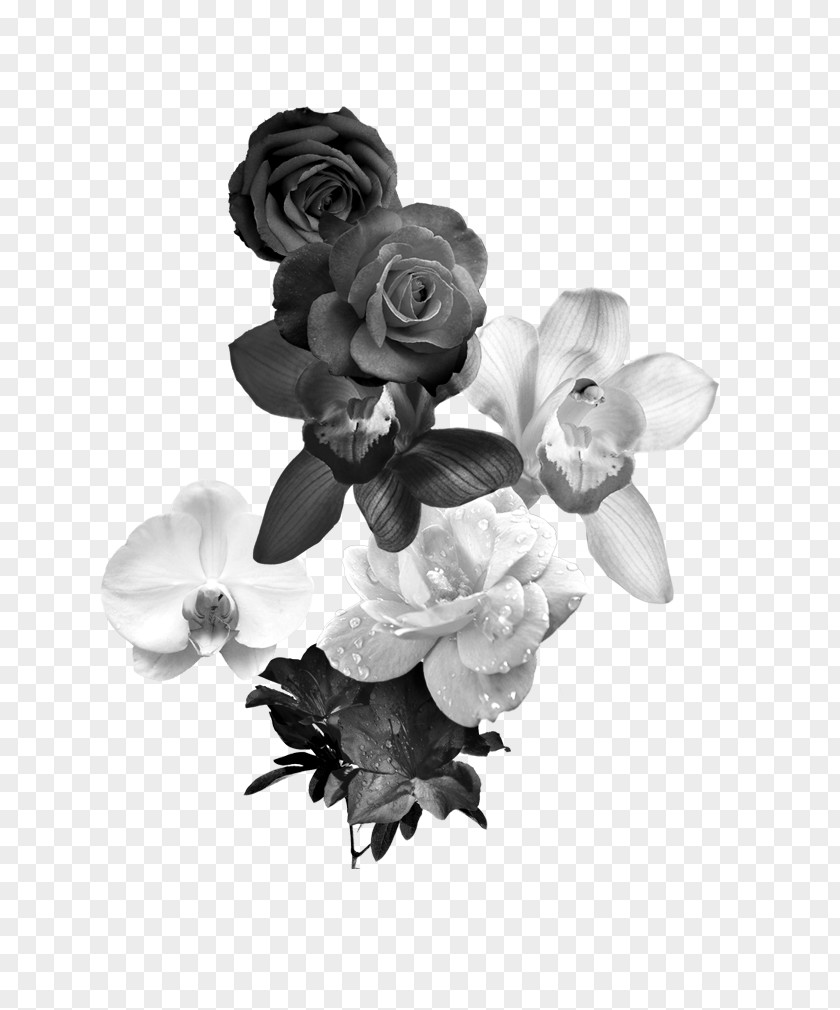 Black And White Roses Flower Monochrome Photography PNG