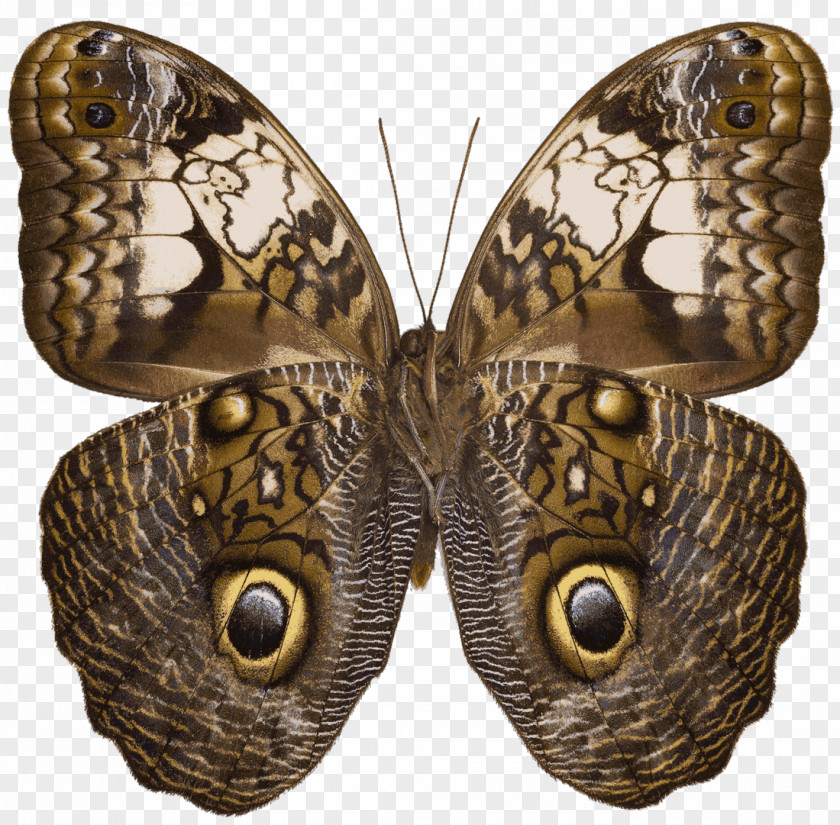 Butterfly Owl Caligo Martia Nymphalidae Wikipedia PNG