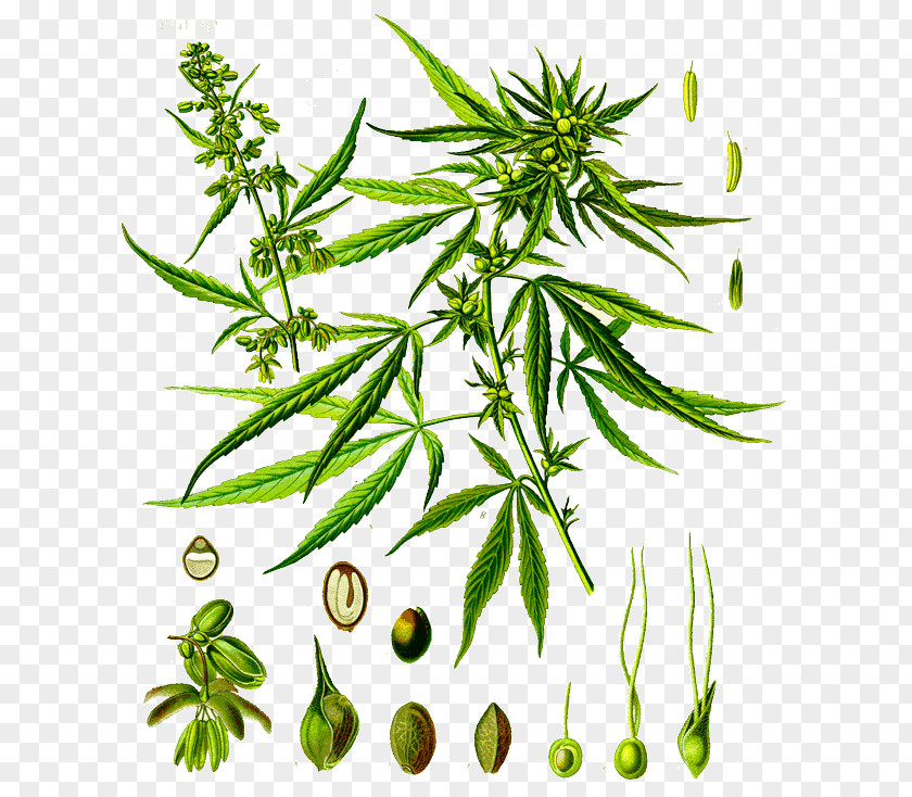 Cannabis Sativa Cannabidiol Botany Hemp PNG