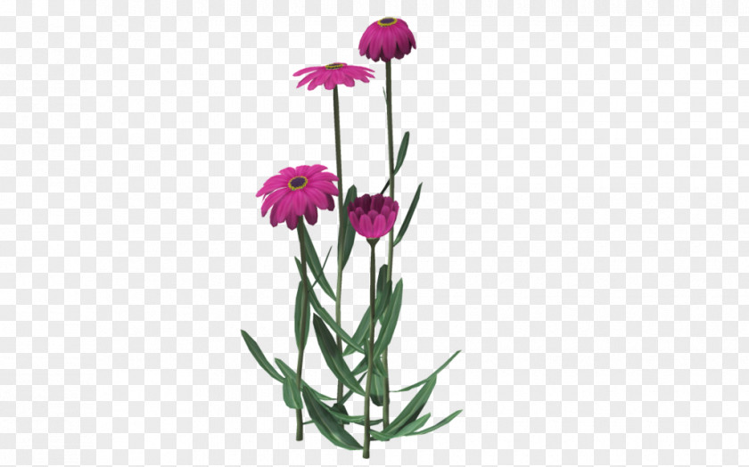 Flower Cut Flowers Plant Stem Herbaceous Clip Art PNG